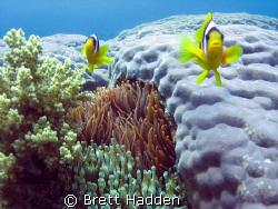 My Two little friends at Islands Dahab..... by Brett Hadden 